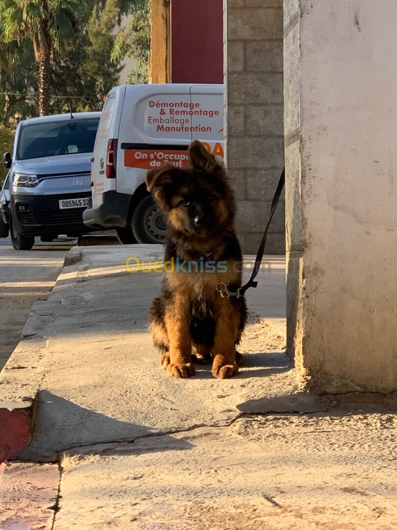 Chiens berger allemand pedigree Avec tatouage incliné. 4 moi 