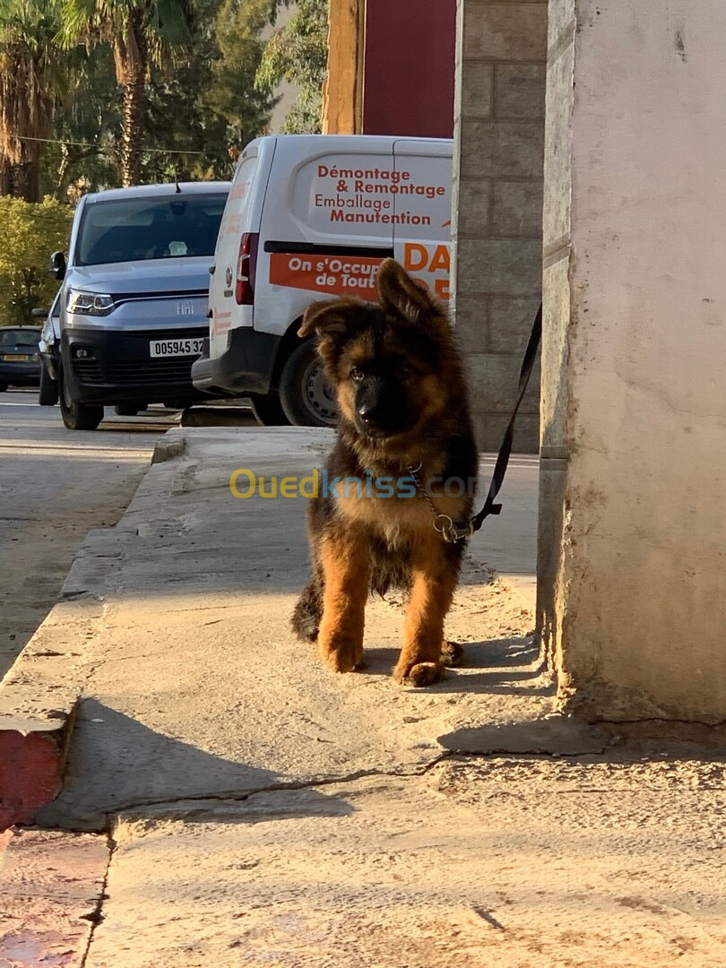 Chiens berger allemand pedigree Avec tatouage incliné. 4 moi 