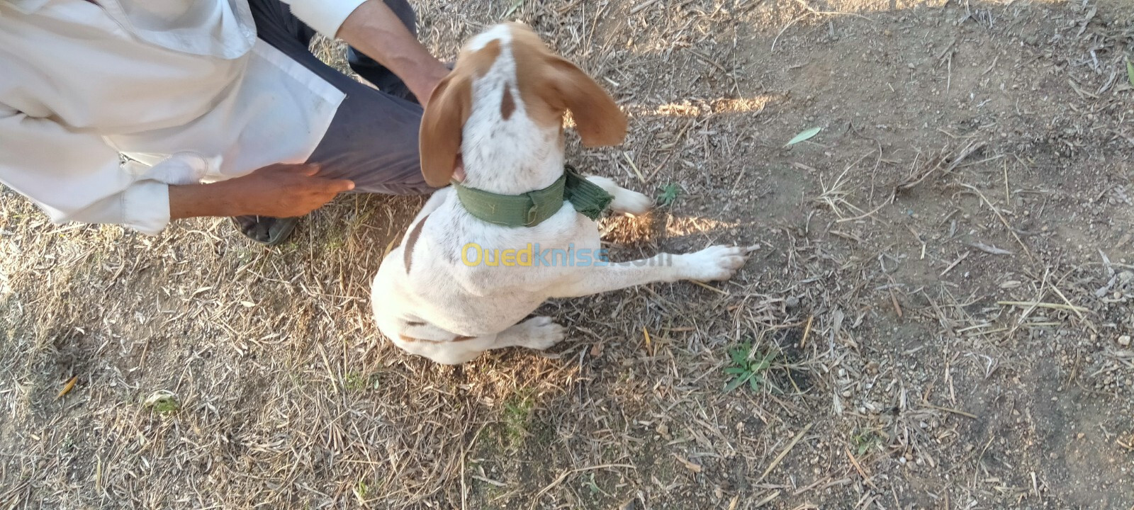 Mal chien de chasse Barack français 