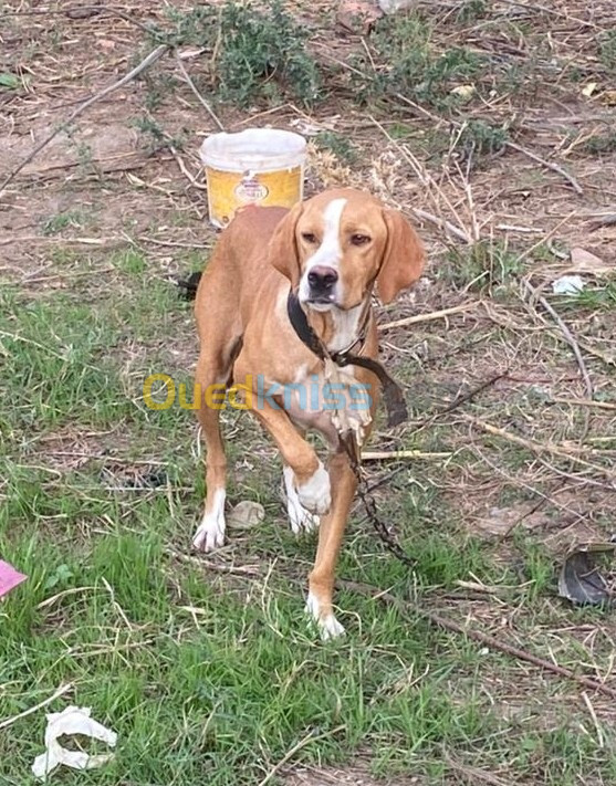 Femmel chien de chasse pointer