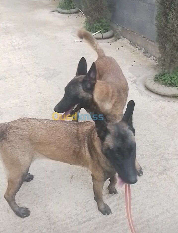 Couple malinois charbonné