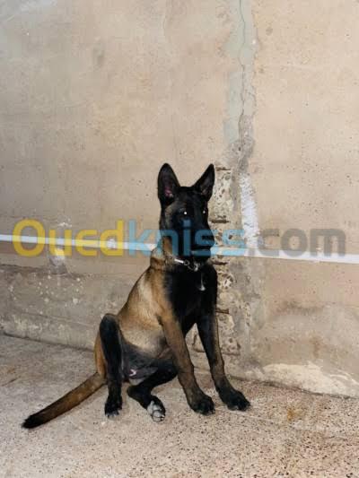 Malinois charbonner 