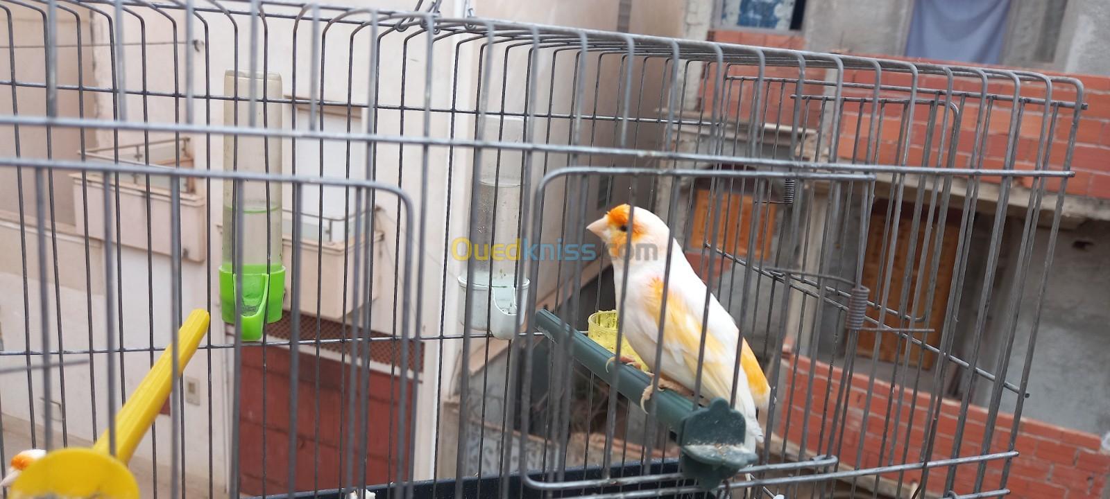 trois couple de canari de race à vendre 