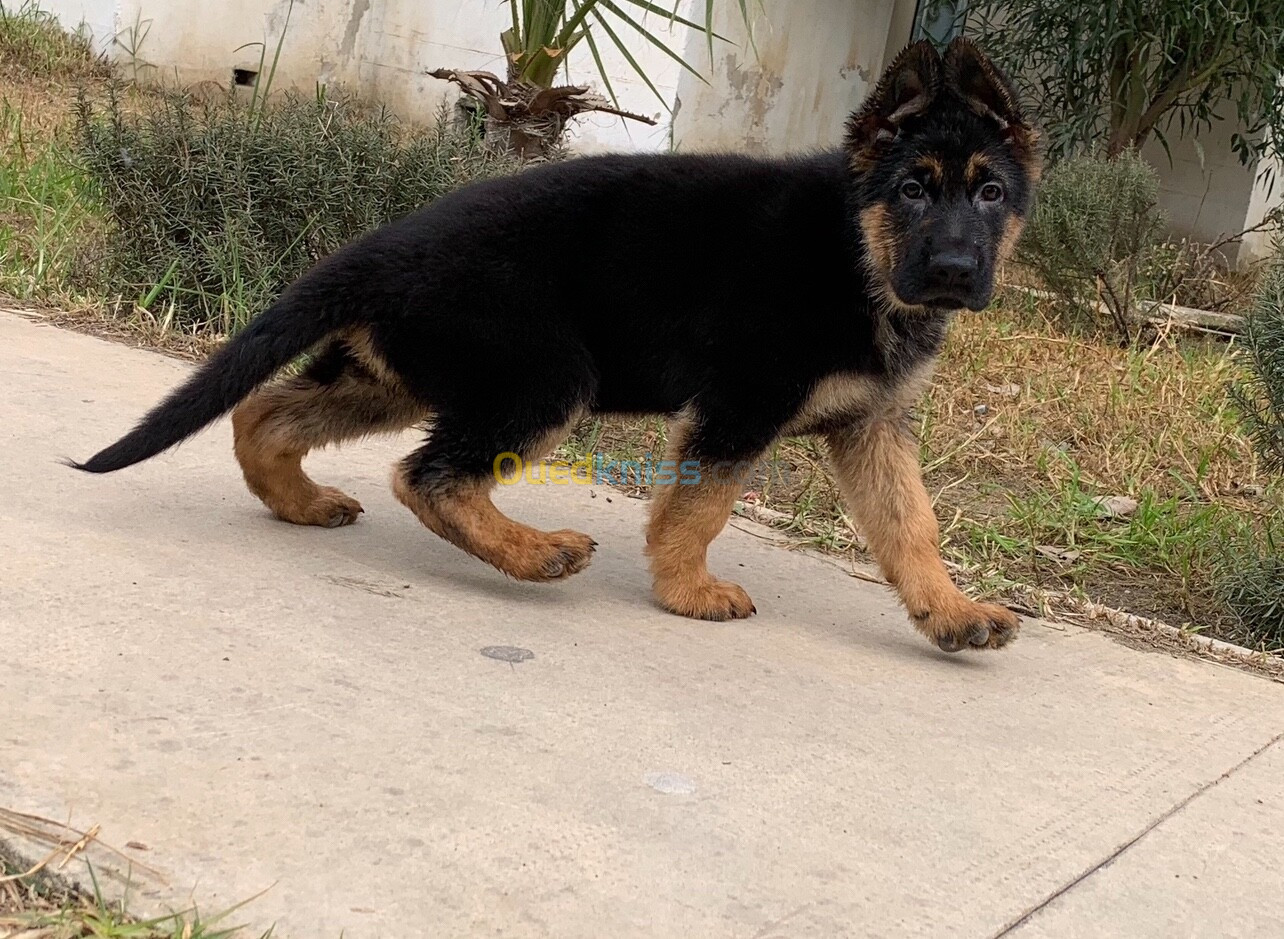 Chiot berger allemand pedigree 