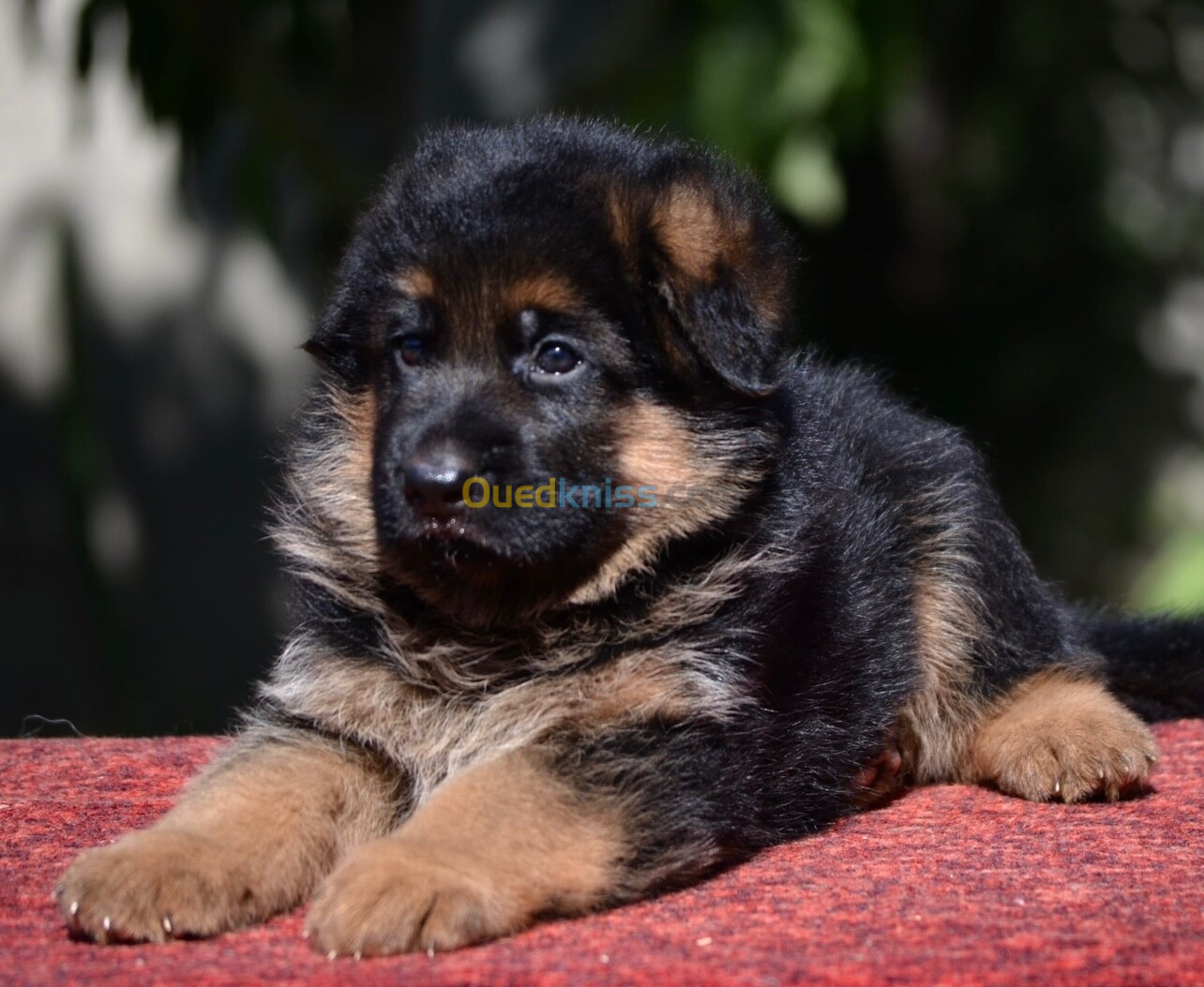 Chiot berger allemand 