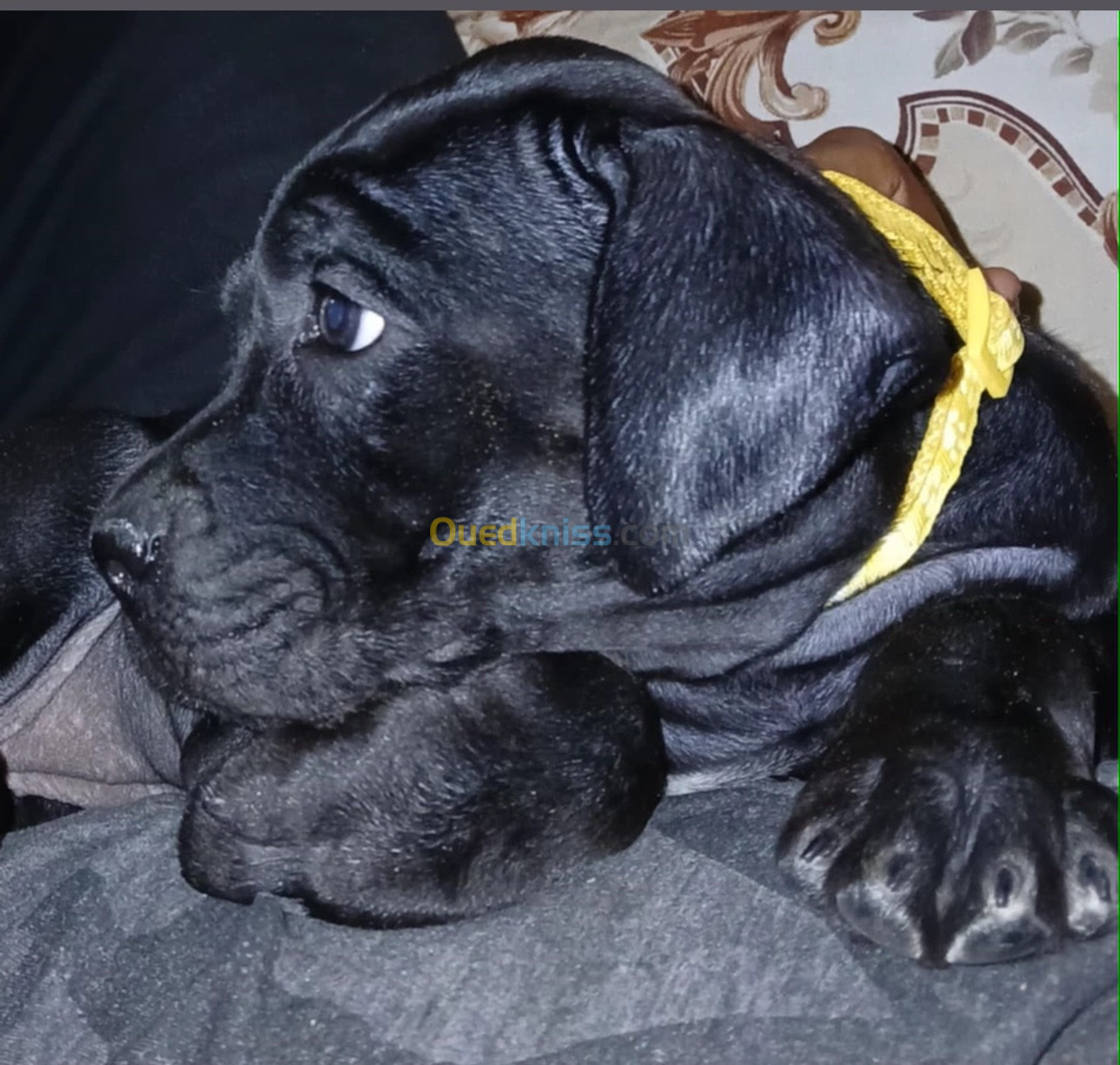 Cane corso 