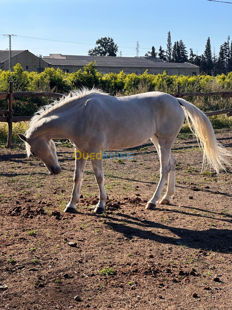 للبيع حصان cheval a vendre  