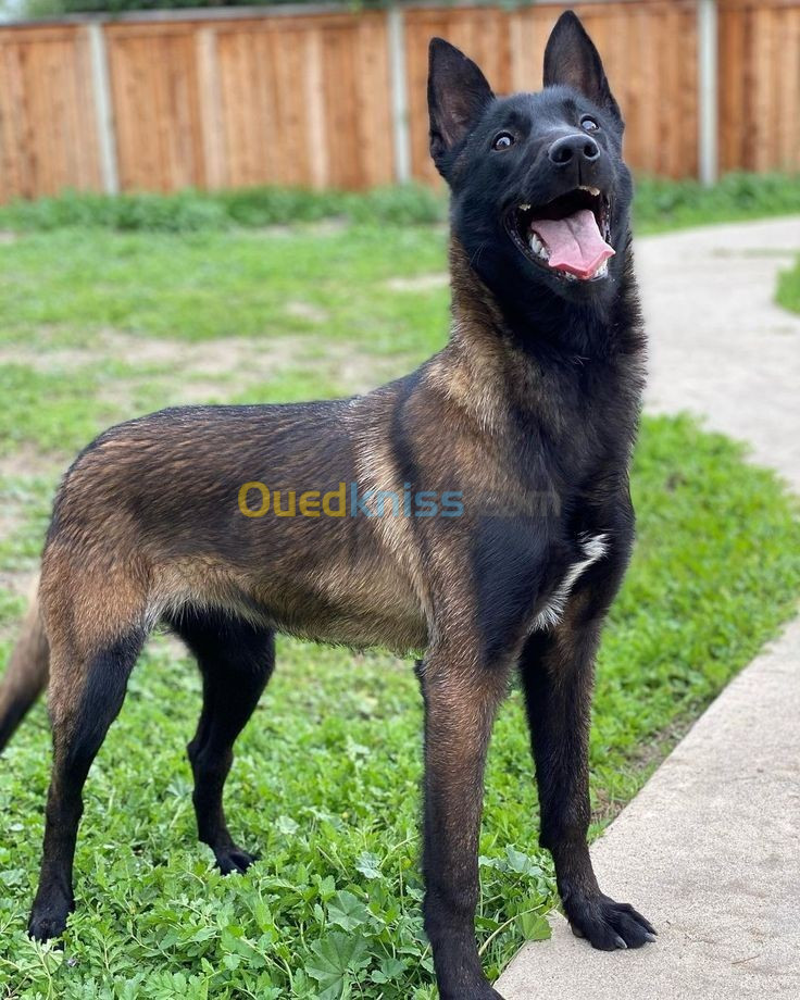 chien malinois charboni 