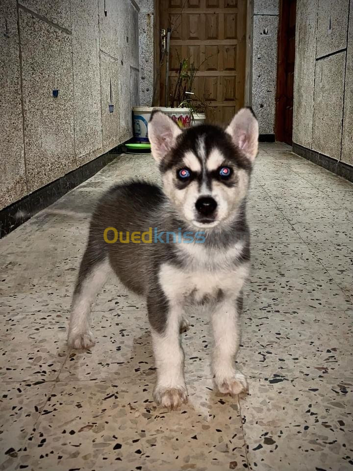 Chiot Husky a vendre 