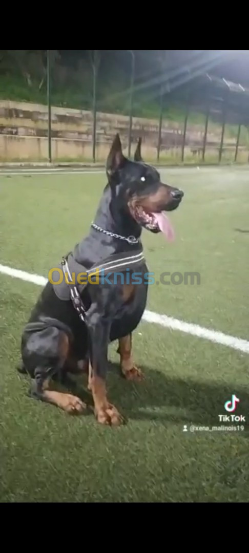 Chiots dobermans européens pure Race 