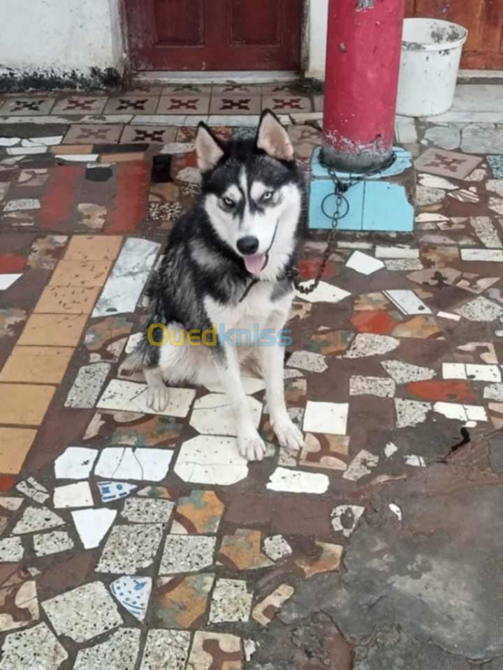 Chien Husky كلب هاسكي