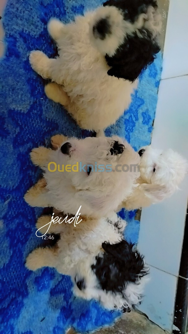 Caniche bichon 