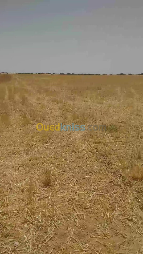 Location Terrain Agricole Djelfa Ain oussara