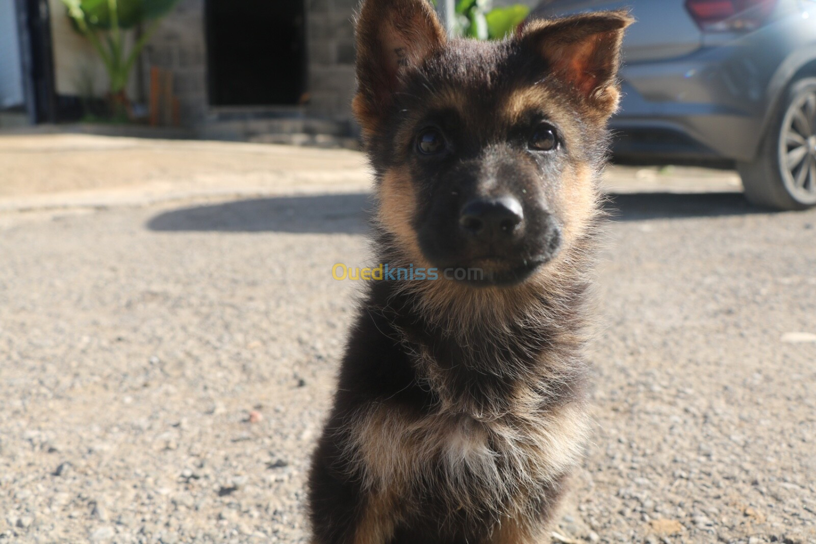 Chiot berger allemand 