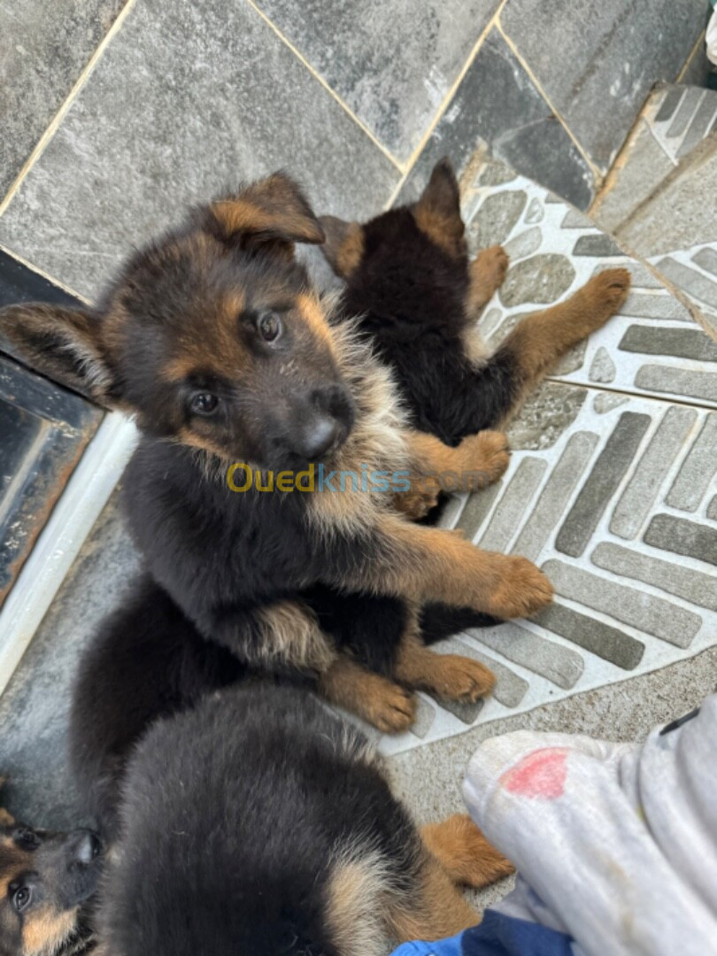 Chiot Berger allemand pedegree 