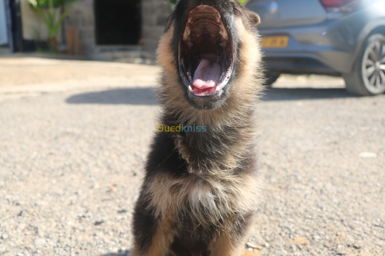 Chiot berger allemand 