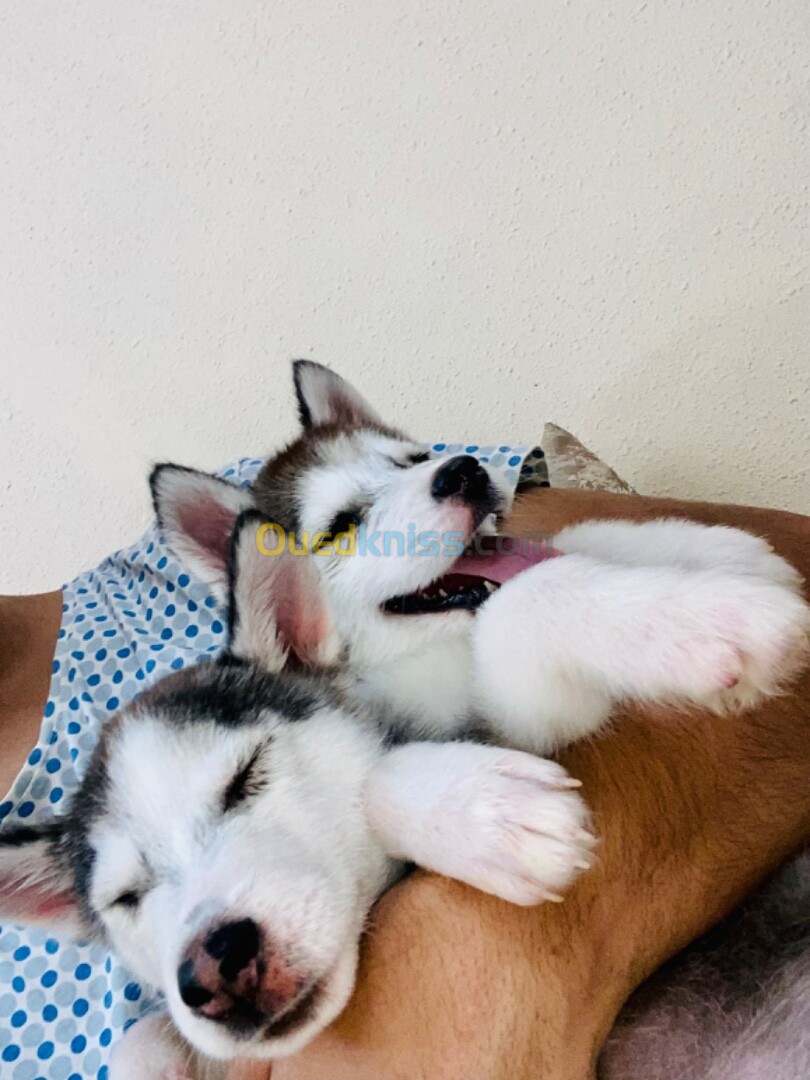 Couple husky Sibérien | زوجان هاسكي