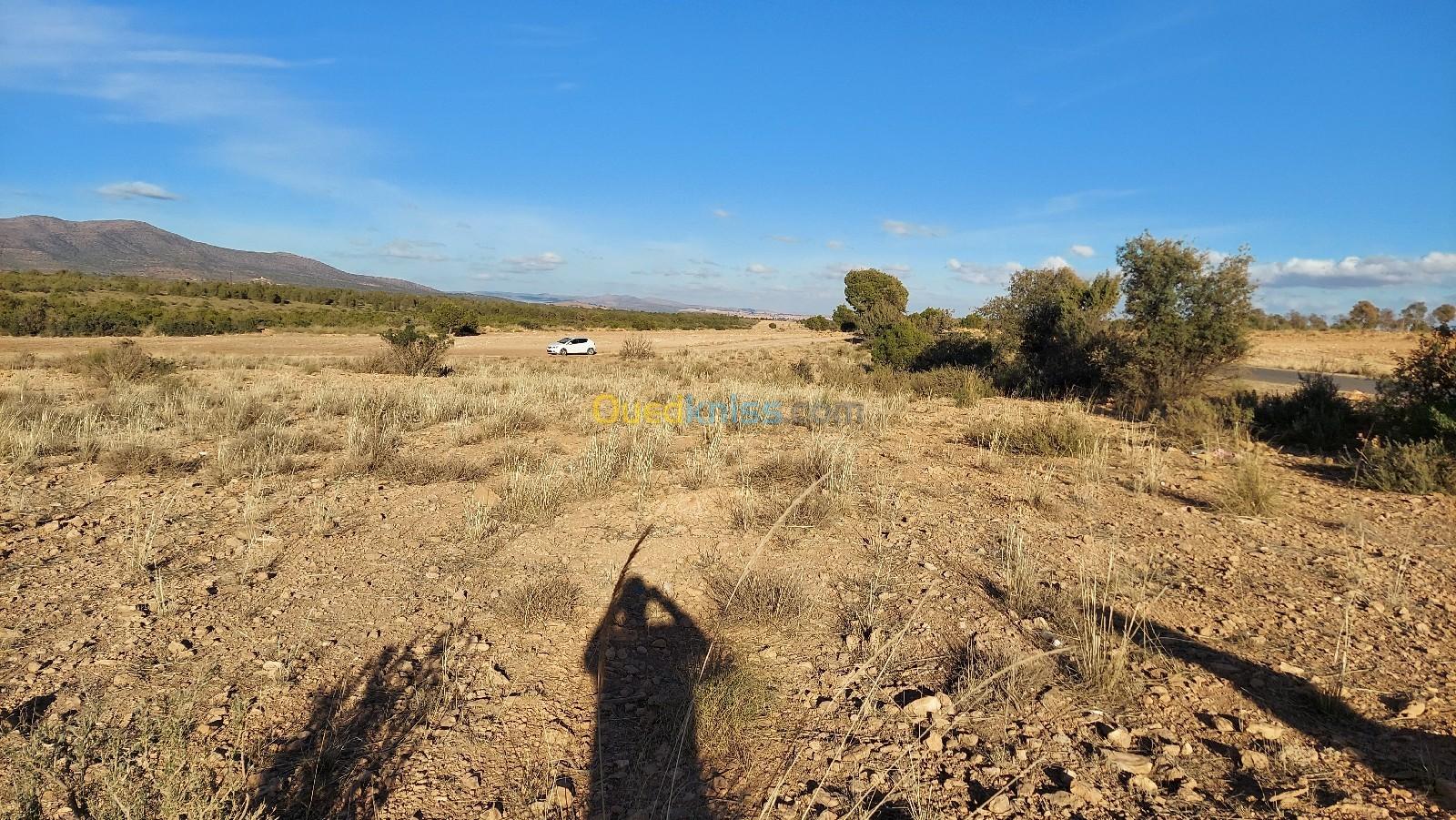 Vente Terrain Agricole Sidi Bel Abbès Sidi bel abbes