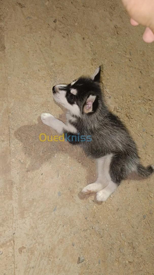 Chiot husky (female)