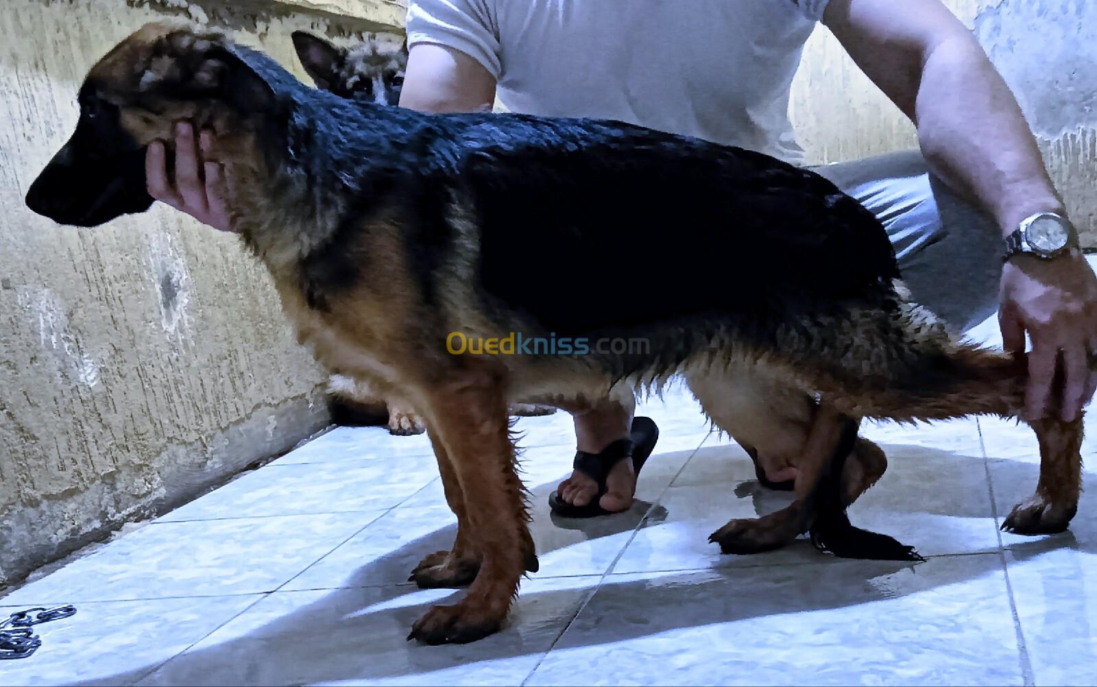 Chiot femelle Berger Allemand pédigré 