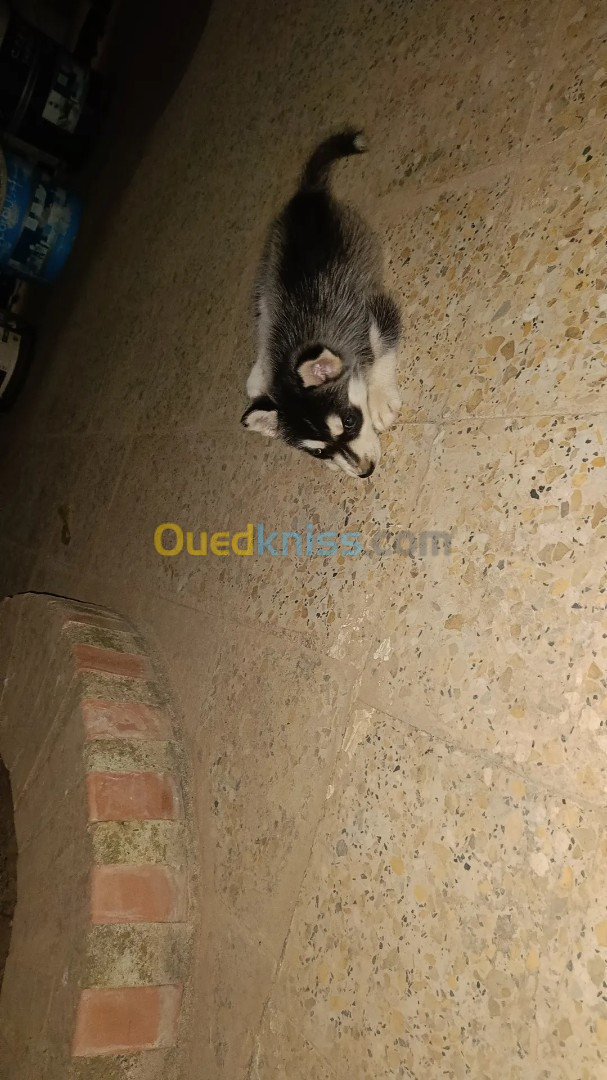 Chiot husky (female)