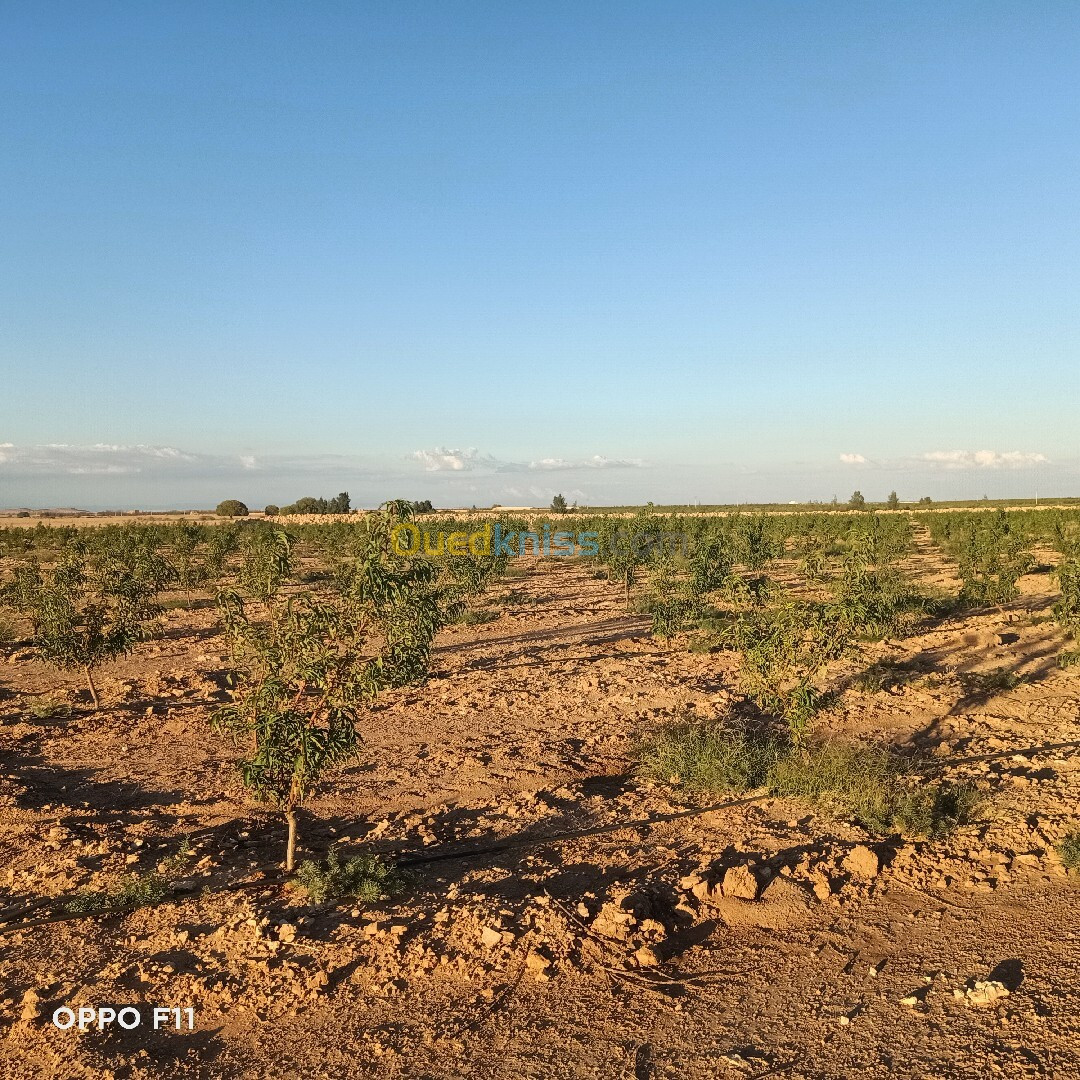 Vente Terrain Agricole Djelfa Ain oussara