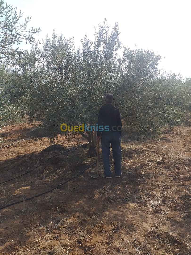 Vente Terrain Agricole Sidi Bel Abbès Sidi khaled