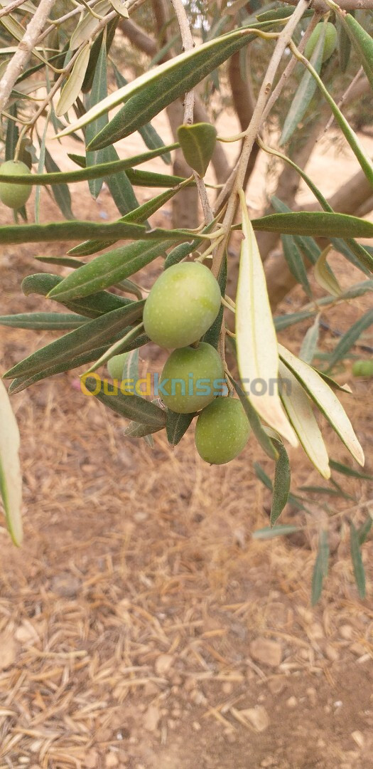 Vente Terrain Agricole Sidi Bel Abbès Sidi khaled