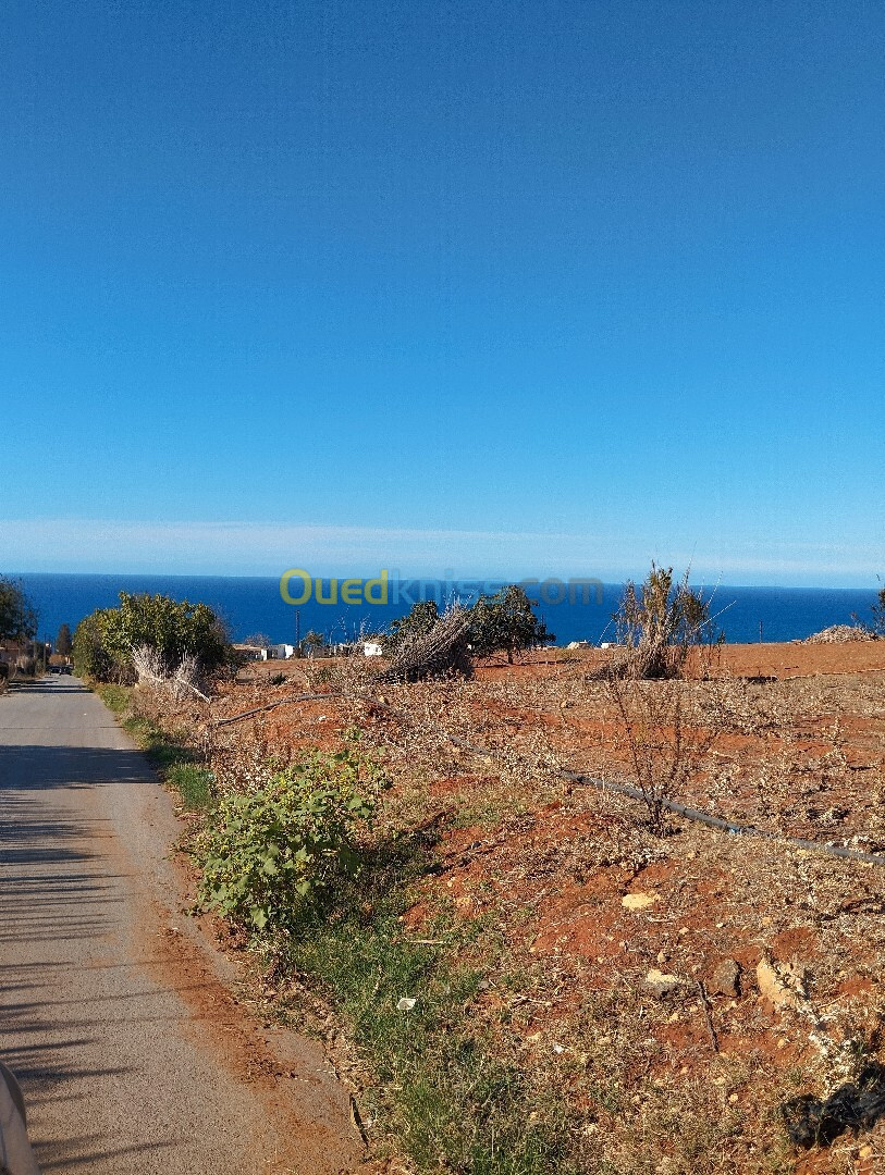 Vente Terrain Tipaza Fouka