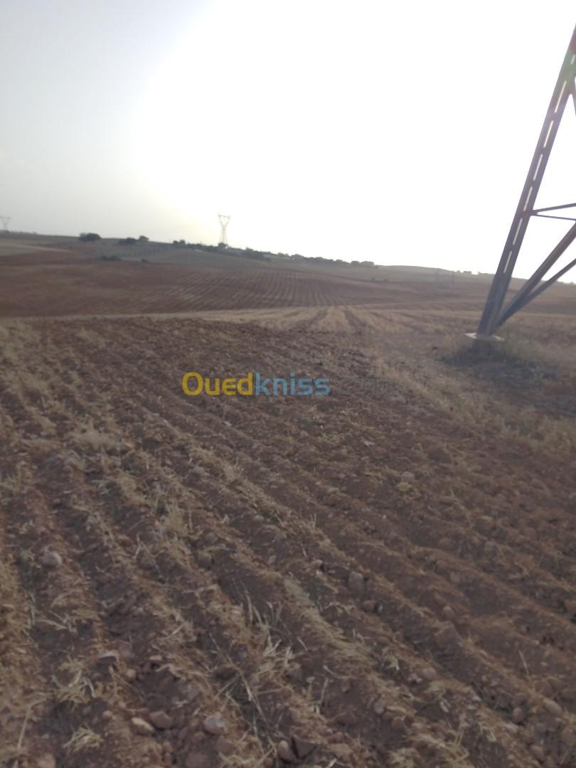 Vente Terrain Bouira Oued el berdi