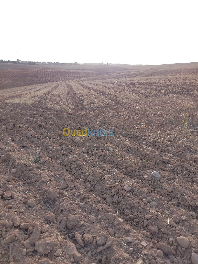 Vente Terrain Bouira Oued el berdi