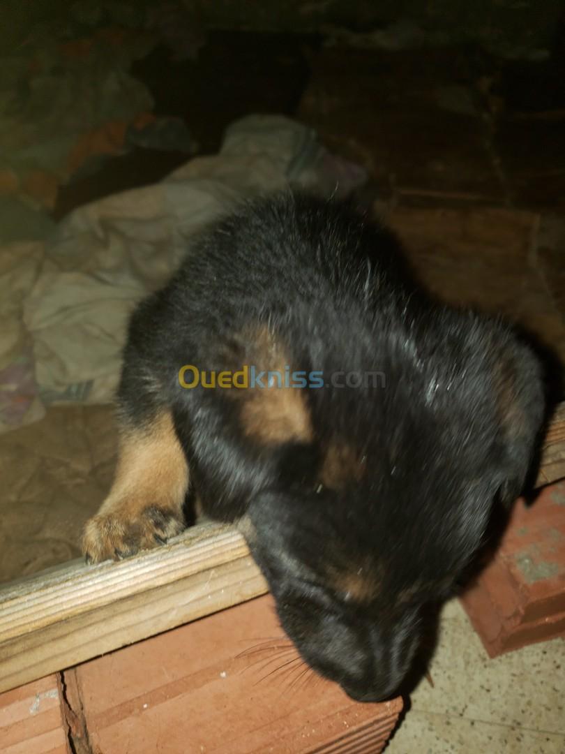 chiot berger allemand