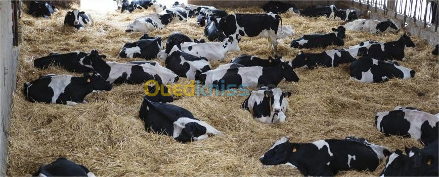 vaches laitiers