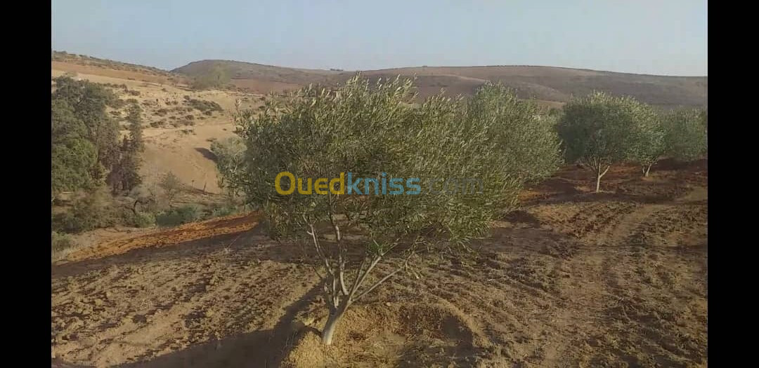 Vente Terrain Agricole Tlemcen Remchi