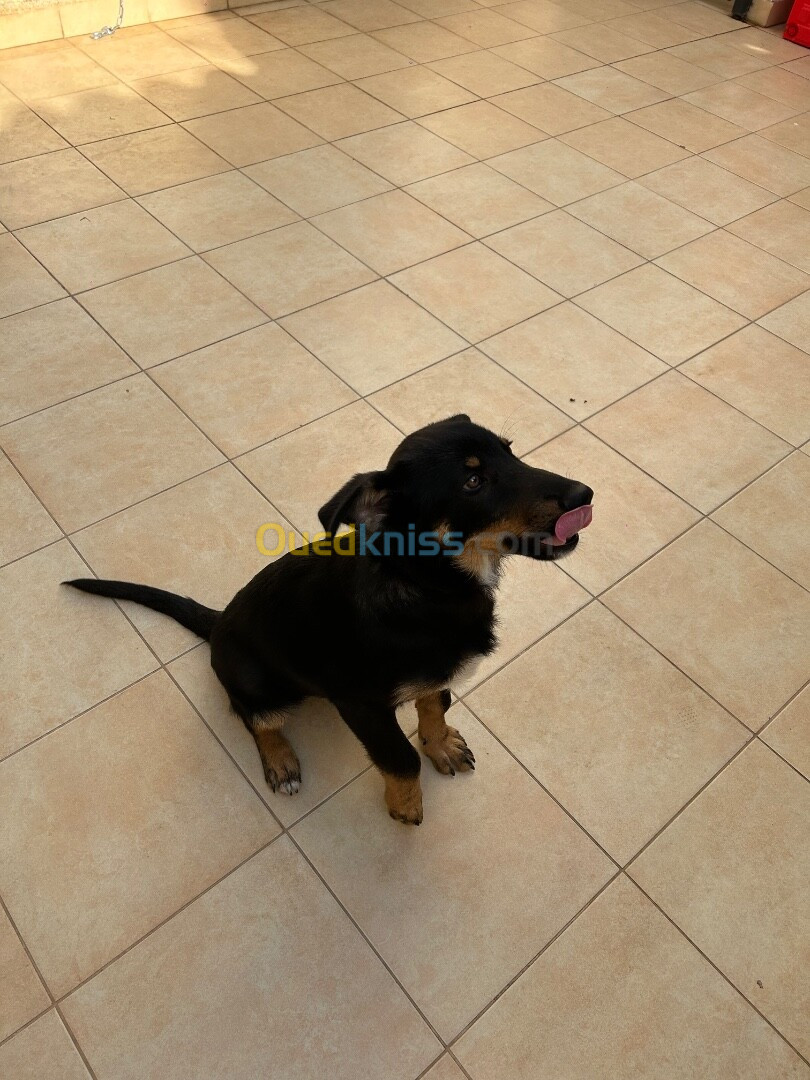 berger allemand croisé rottweiler à donner 