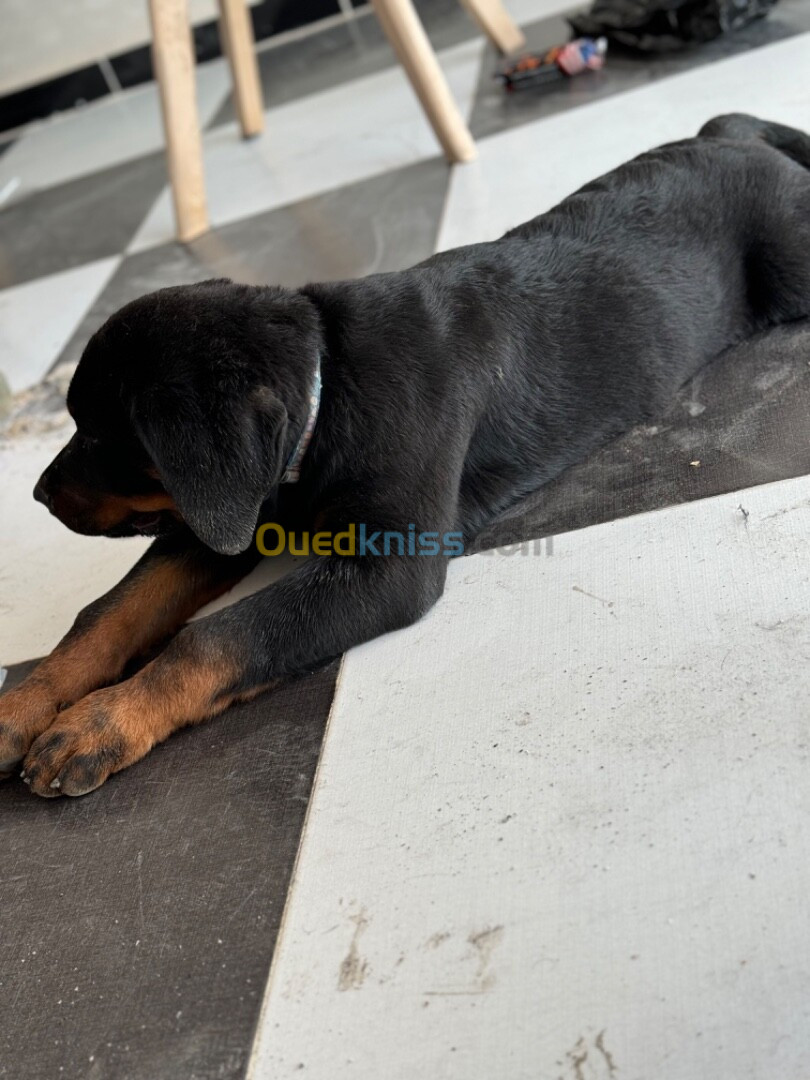 Rottweiler allemand 