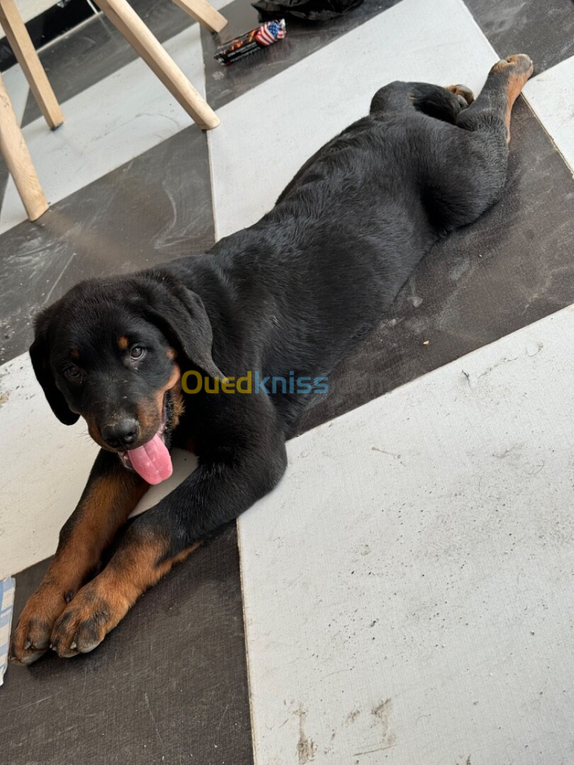 Rottweiler allemand 