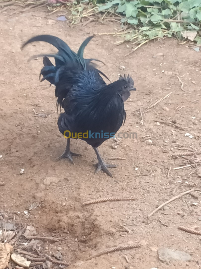 cock cemani