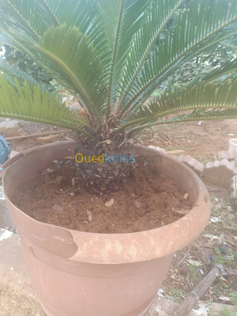 Palmier nain Chamaerops humilis et Cycas 