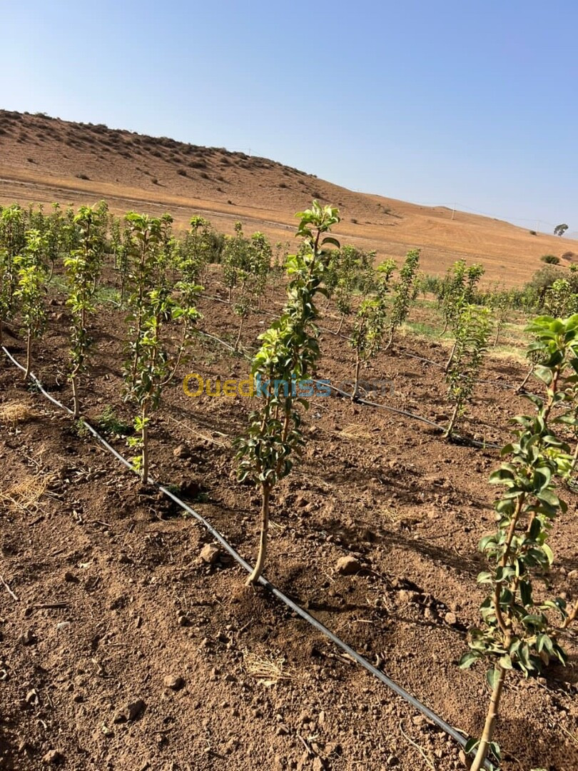 Vente Terrain Agricole Sidi Bel Abbès Oued sefioun