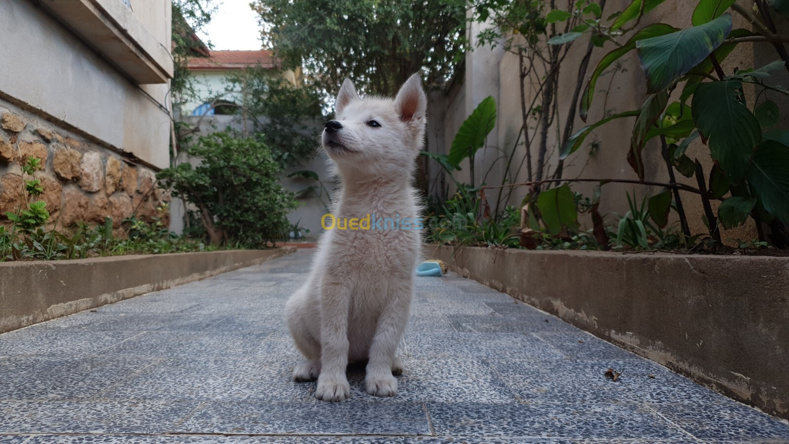 Husky sibérien ( le numéro correct il est en description)