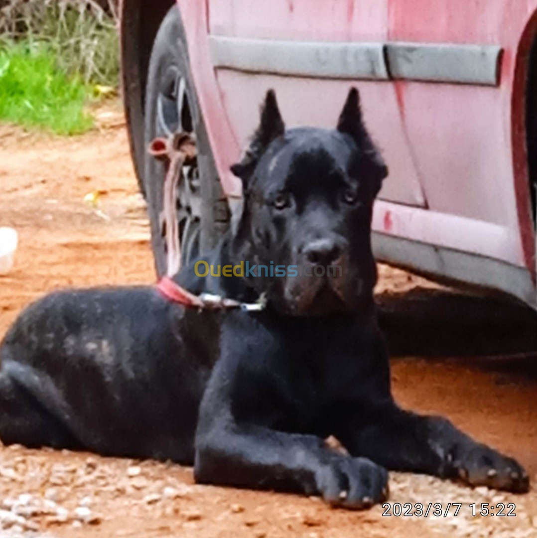 Cane corso 