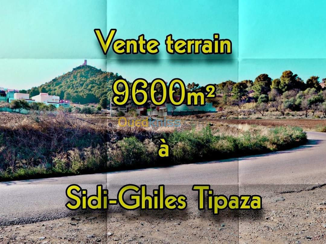 Vente Terrain Tipaza Sidi ghiles