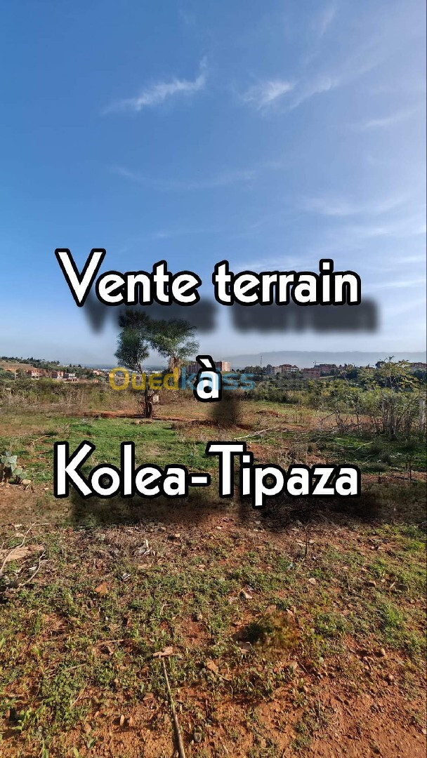 Vente Terrain Tipaza Kolea