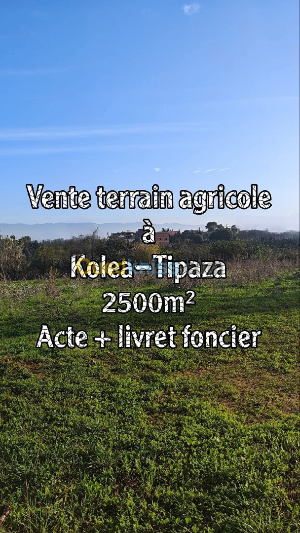 Vente Terrain Tipaza Kolea