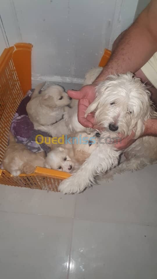 Chien bichon de race à vendre 