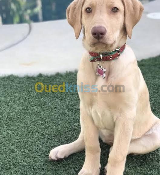 Une femelle Labrador ( 3mois )