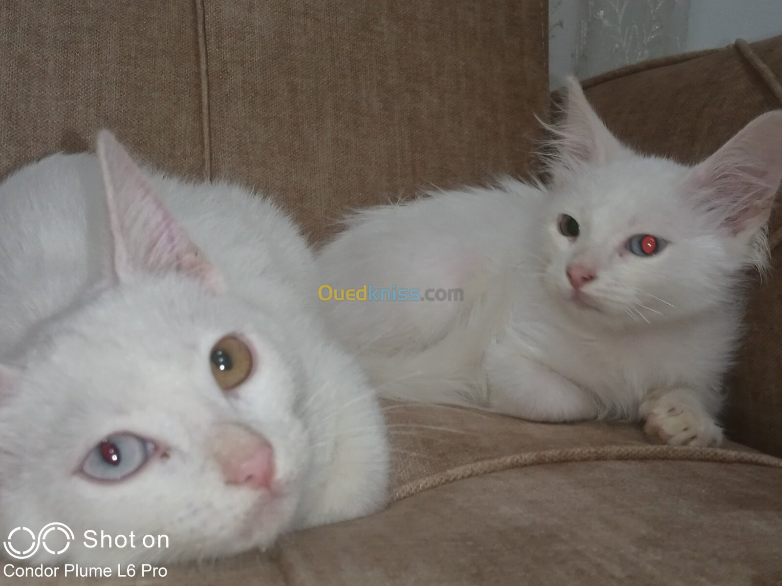 Couple chats Angora Turk blanc 2,5 mois yeux vairons 