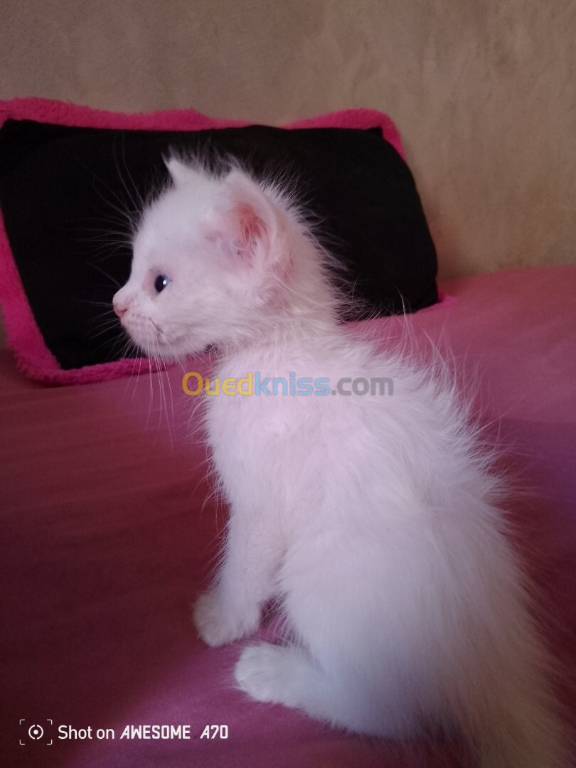 Chat angora Turk blanche 55 jours