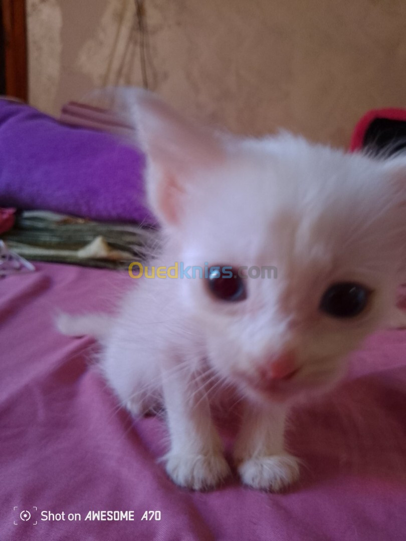 Chat angora Turk femelle blanche 2 mois